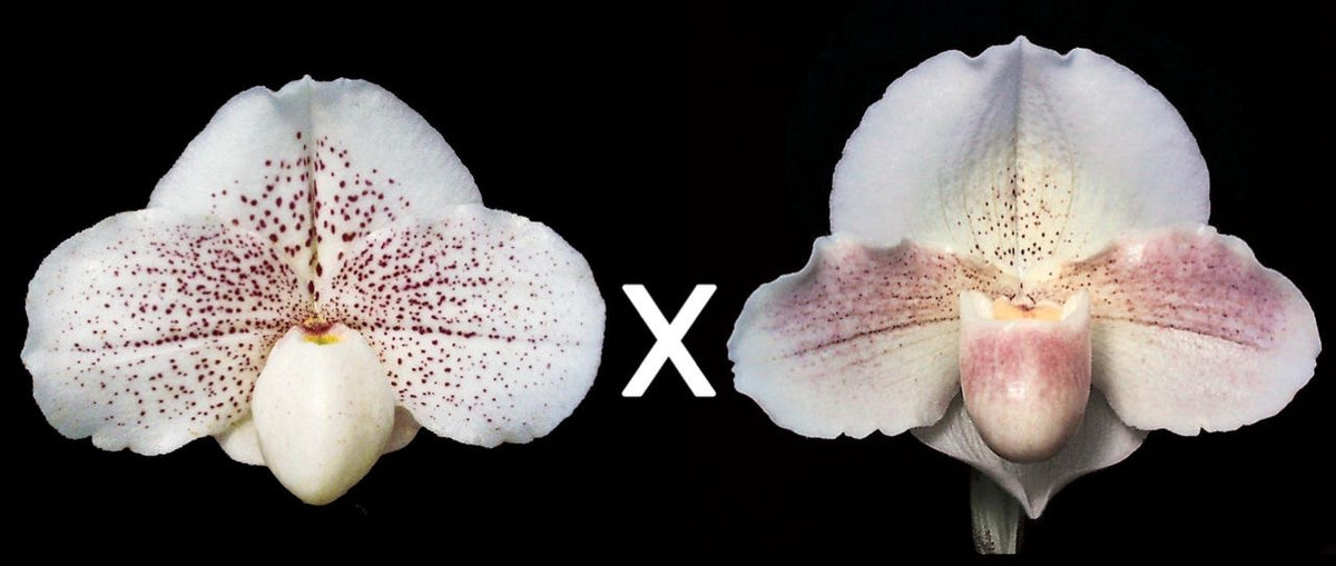 Paphiopedilum Great Expectations 'First Love' x Incan Treasure 'Quintessence