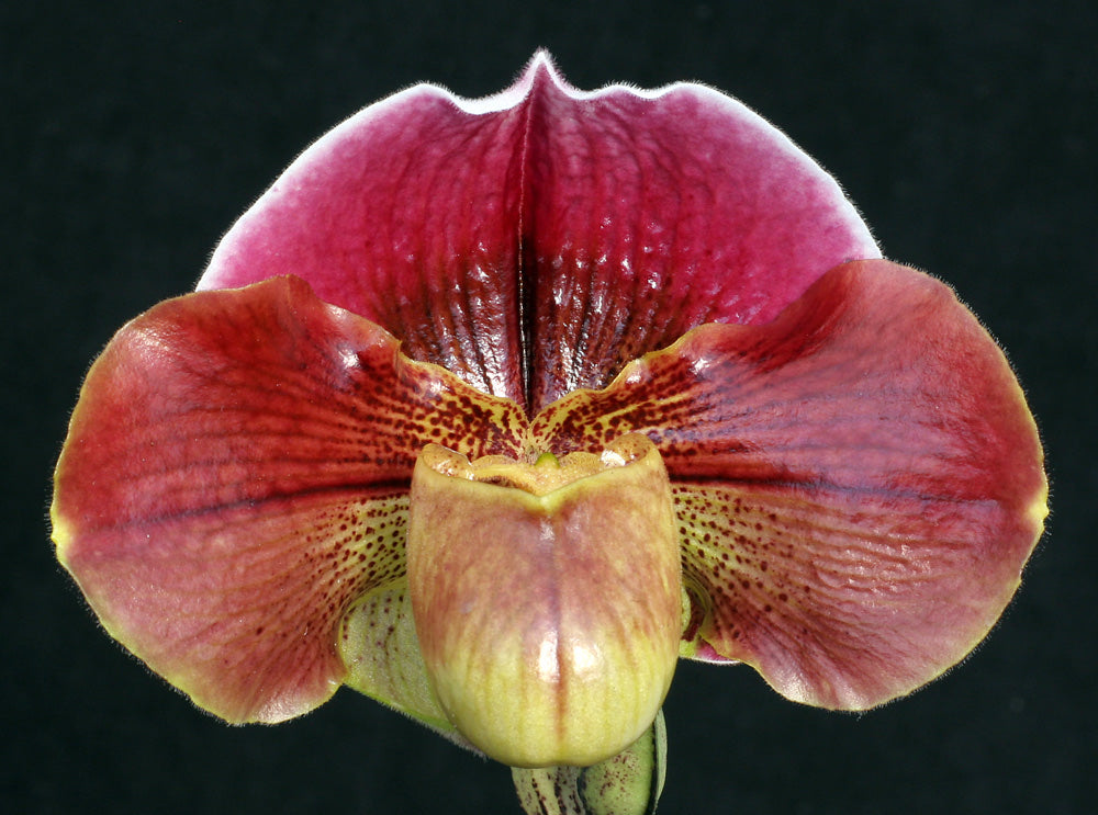 Paphiopedilum Startler 'Glace' AM/AOS x Tiger Hil 'Jungle Fever' HCC/AOS