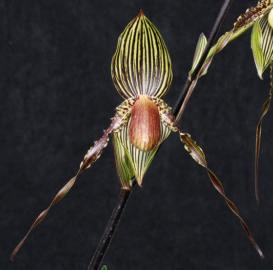 Paphiopedilum Susan Booth ‘Crestwood’ AM/AOS, CCM/AOS