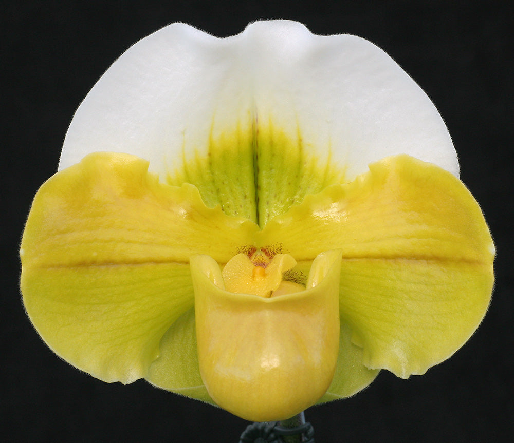 Paphiopedilum Carolina Day ‘First Love' AM/AOS