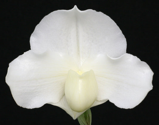 Paphiopedilum Wharton Sinkler ‘White Out’
