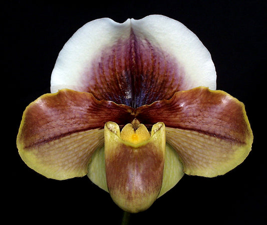 Paphiopedilum Peachie 'Via Anacapa' BM/CSA