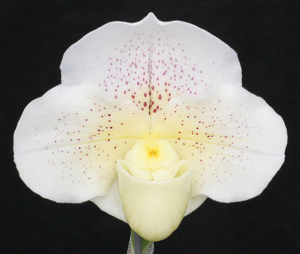 Paphiopedilum Knight’s Saint