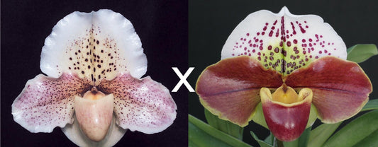 Paphiopedilum Lunacy 'Autumn Light' AM/AOS x Tropic Thunder 'Majesty'