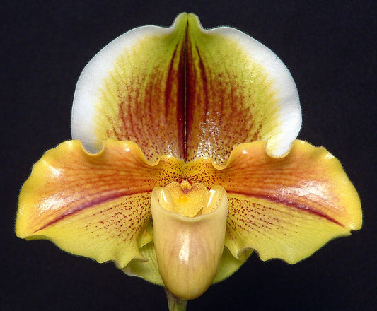 Paphiopedilum Golden Sun 'Warrior'
