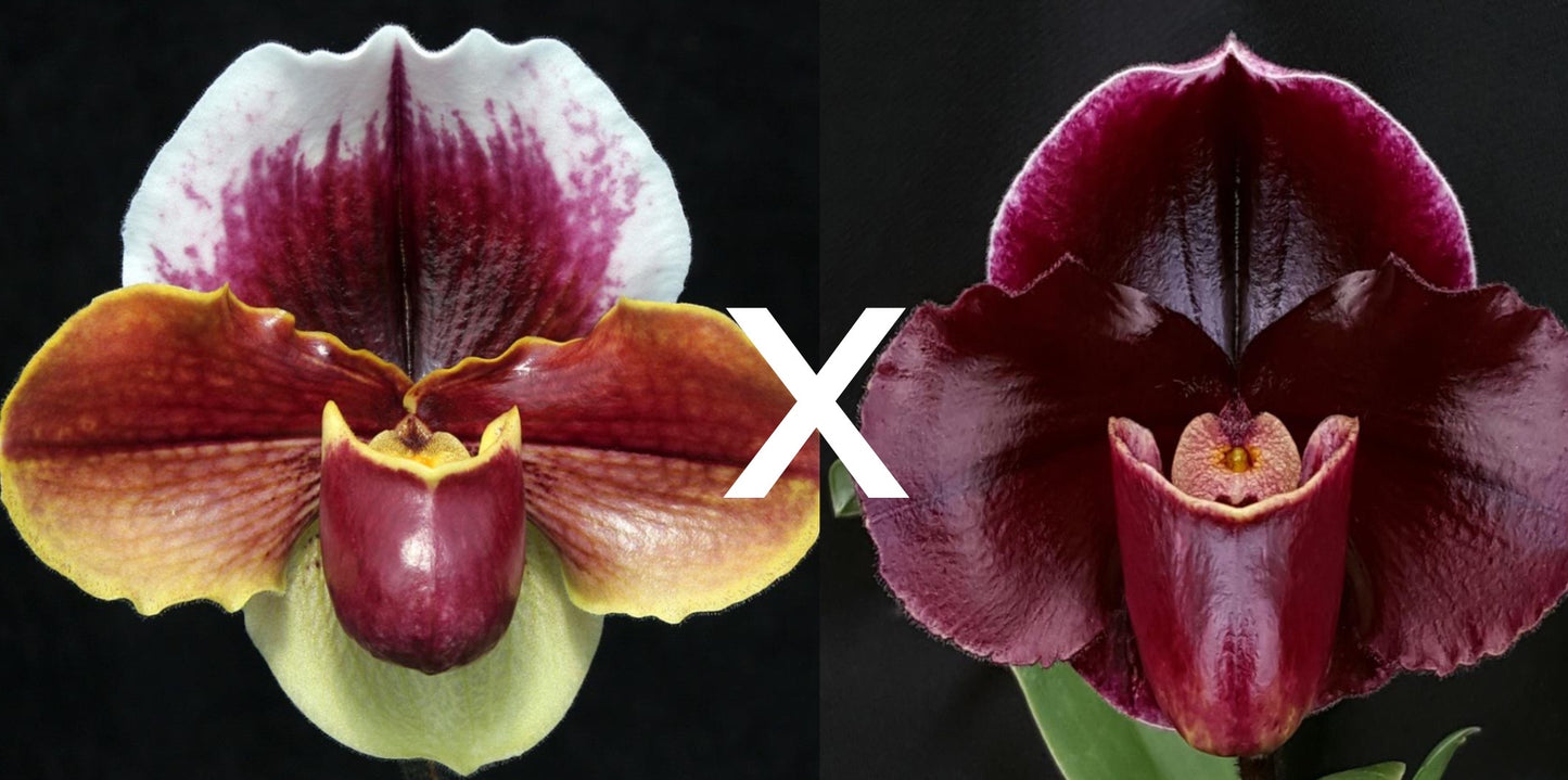 Paphiopedilum (Wend Valley x Keyeshill) 'Giant'	x Dark Fantasy 'Ruby Light'