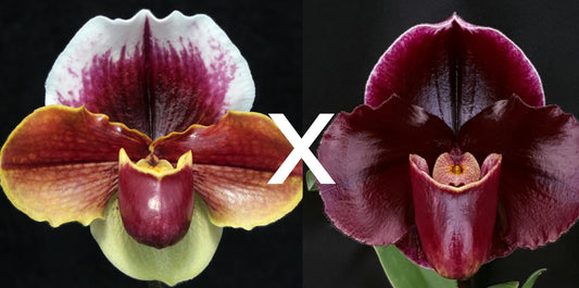 Paphiopedilum (Wend Valley x Keyeshill) 'Giant'	x Dark Fantasy 'Ruby Light'