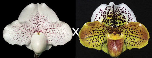 Paphiopedilum Great Expectations 'Shimmerdust' AM/AOS x Acclamation 'Confetti' HCC