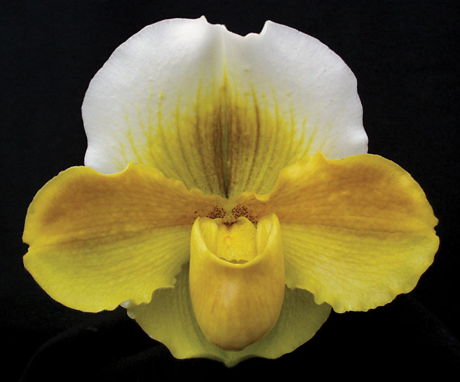 Paphiopedilum Alchemy ‘Titanic’