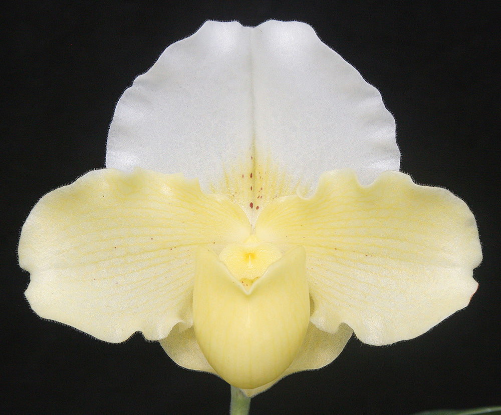 Paphiopedilum Mishima Pepper