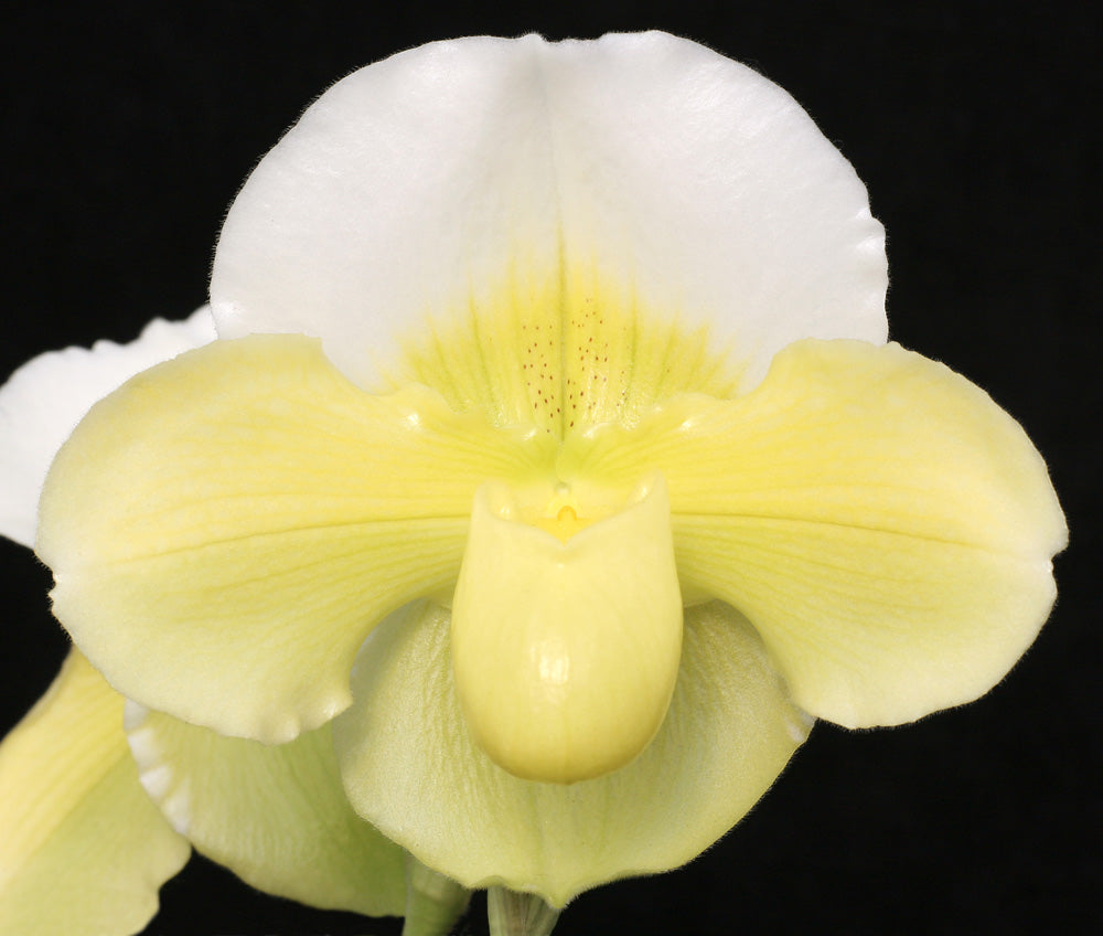 Paphiopedilum Holy Light ‘Masterpiece’ AM/AOS