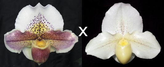 Paphiopedilum Via Ojai 'S' x Bella Snow 'GM'