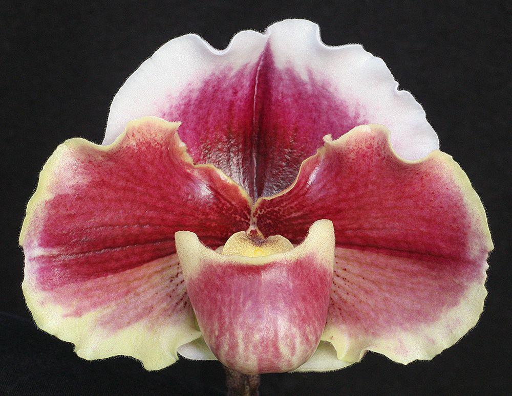 Paphiopedilum Obsession ‘Mulberry Moon’