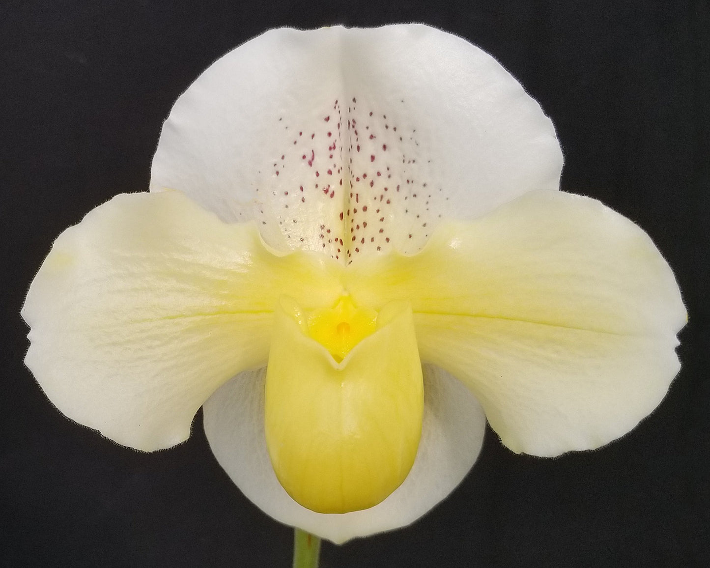 Paphiopedilum Incharm Mystique ‘Heiru’