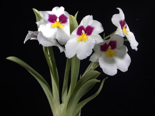 Miltoniopsis Herrealexandre
