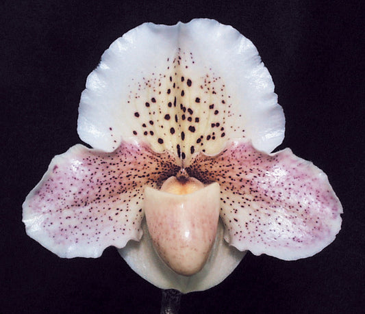 Paphiopedilum Lunacy