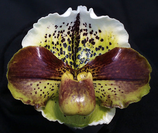 Paphiopedilum Mintaro  ‘Millionaire’