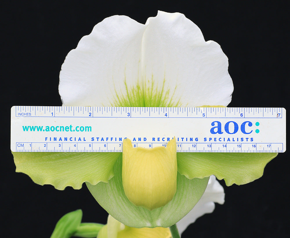 Paphiopedilum Titan’s Gold ‘Dynamo’