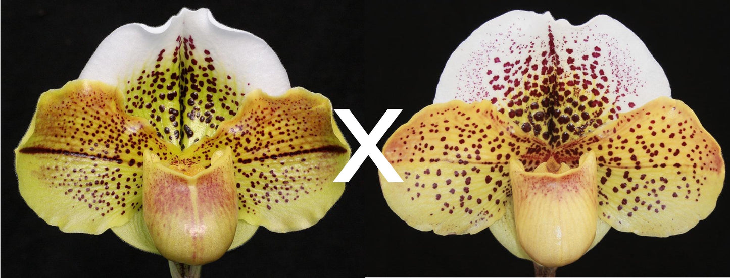 Paphiopedilum Born Crosseyed 'Storm Bringer' x Choice Knight 'Constellation'