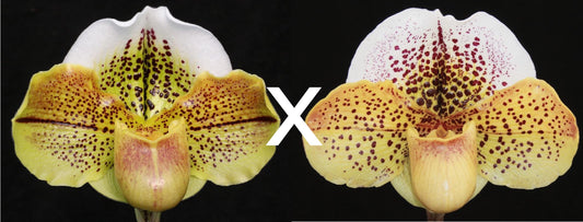 Paphiopedilum Born Crosseyed 'Storm Bringer' x Choice Knight 'Constellation'