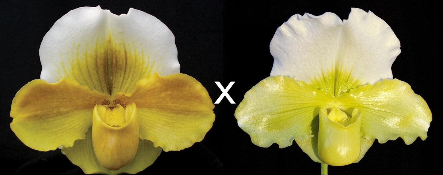 Paphiopedilum Alchemist's Treasure