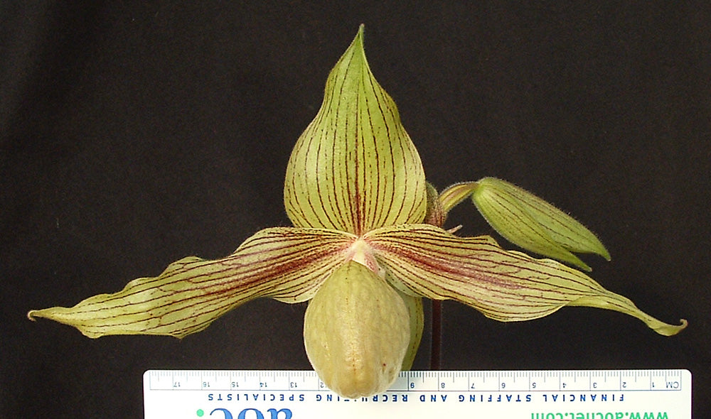 Paphiopedilum Harold Koopowitz ‘Wonder Wings’