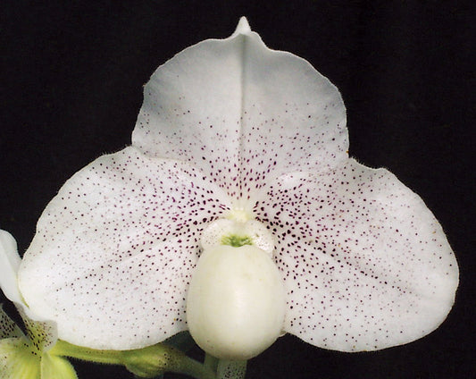 Paphiopedilum Incharm Yuki ‘Angle Dust’ HCC/AOS