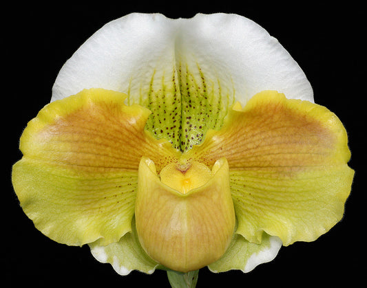 Paphiopedilum Austin Cash 'Perfection' AM/AOS