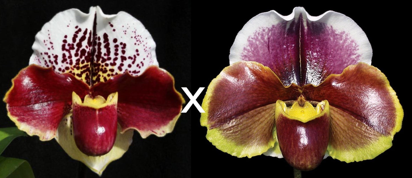 Paphiopedilum Jenna Marie 'Sparkle' AM/AUS x Red Dominion 'Perfection'
