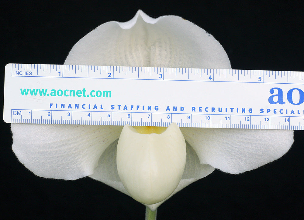 Paphiopedilum Knight’s Chalice ‘Silver Chalice’ G/JOGA