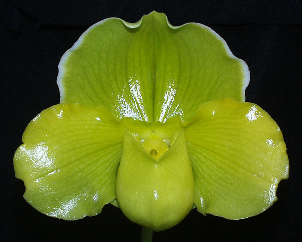 Paphiopedilum Engraved ‘Green Glory’ HCC/AOS