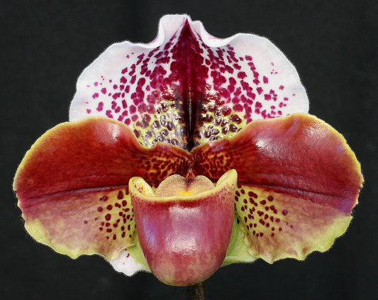 Paphiopedilum Miya Pande World