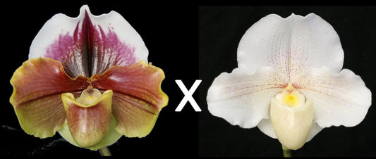 Paphiopedilum King Frank 'Papa Aroha' x Lunacy 'Autumn Light'