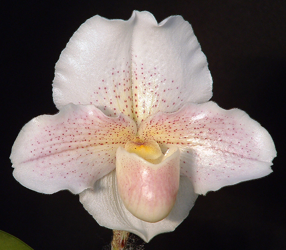 Paphiopedilum Freckles 'School Boy' HCC/AOS