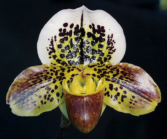 Paphiopedilum Gerda 'Magnificum' AM/AOS