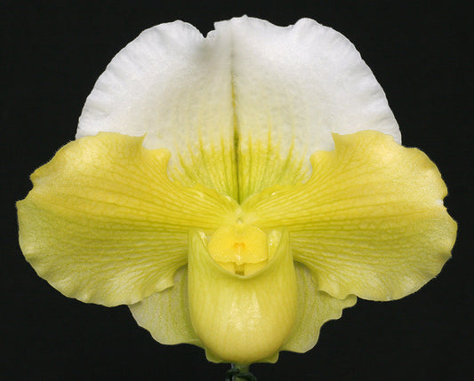 Paphiopedilum Austin Cash 'Mega' AM/AOS