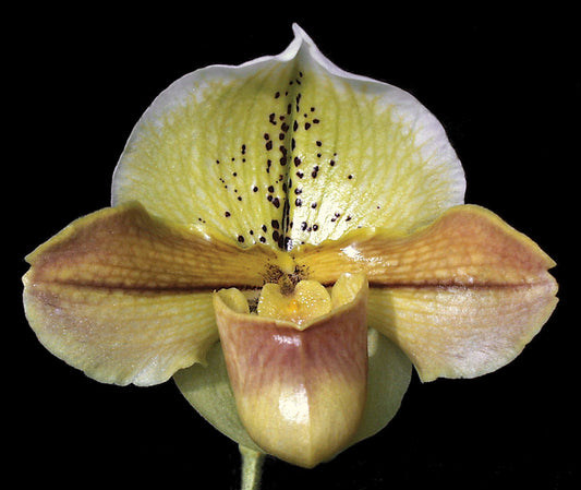 Paphiopedilum Ogallala ‘Grand Daddy’ AM/AOS, BM/CSA