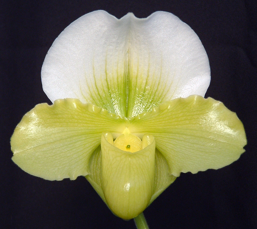 Paphiopedilum Pit River Rise ‘Sky Castle’