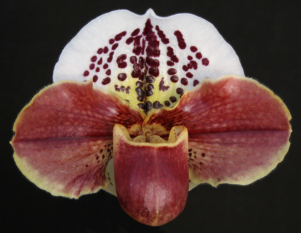 Paphiopedilum Tropic Thunder ‘First Love’