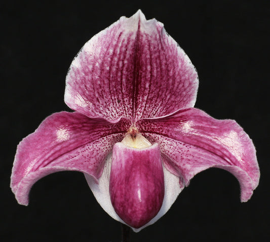 Paphiopedilum Aladin 'Susan' AM/AOS