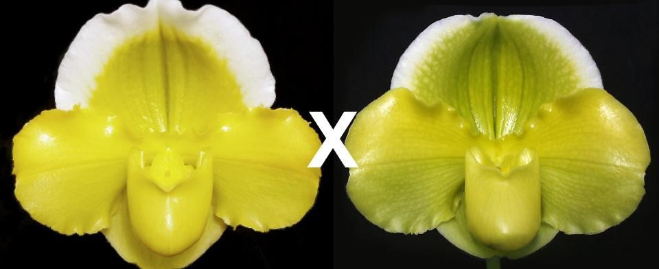 Paphiopedilum Alex Szabo 'Pure Gold' AM/AOS x Pacific Shamrock 'Lucky' AM/AOS