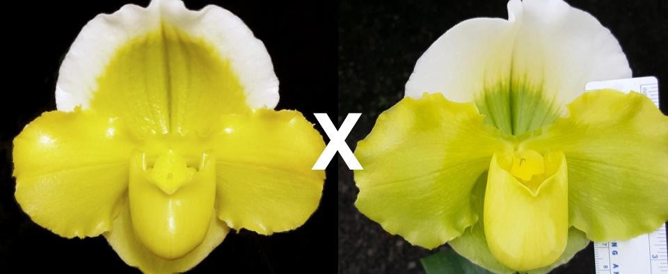 Paphiopedilum Alex Szabo 'Pure Gold' AM/AOS x (Pacific Shamrock x Titan's Gold) 'Moongold'