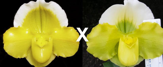 Paphiopedilum Alex Szabo 'Pure Gold' AM/AOS x (Pacific Shamrock x Titan's Gold) 'Moongold'