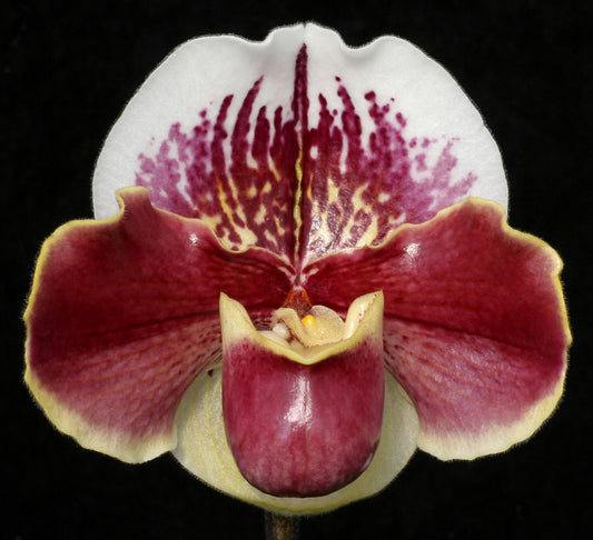 Paph Hamana Fairy