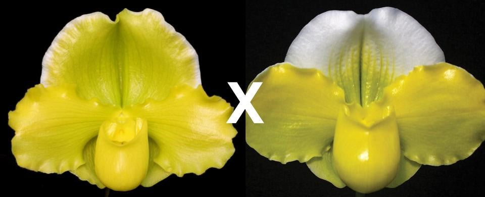 Paphiopedilum Austin Cash 'Golden Empire' x Green Glory 'Primo' AM/AOS