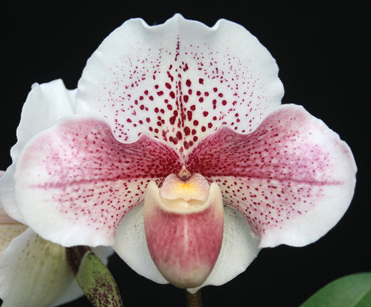 Paphiopedilum Autumn Moon 'First Love' AM/AOS