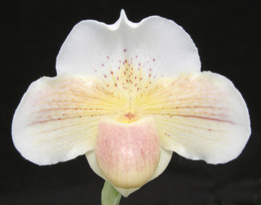 Paphiopedilum Autumn Snow 'Eureka'