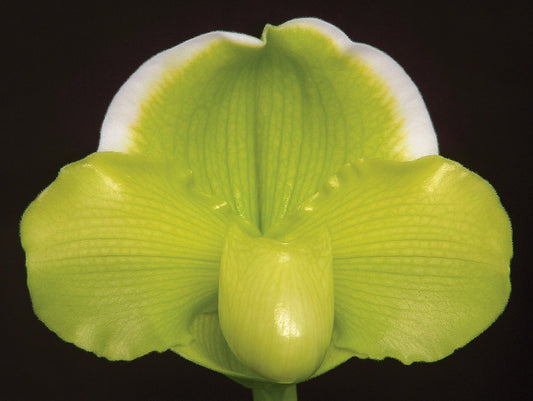 Paph. Honey Plume ‘Halo’ AM/AOS x Gege Hughes ‘Harvest Moon’ AM/AOS