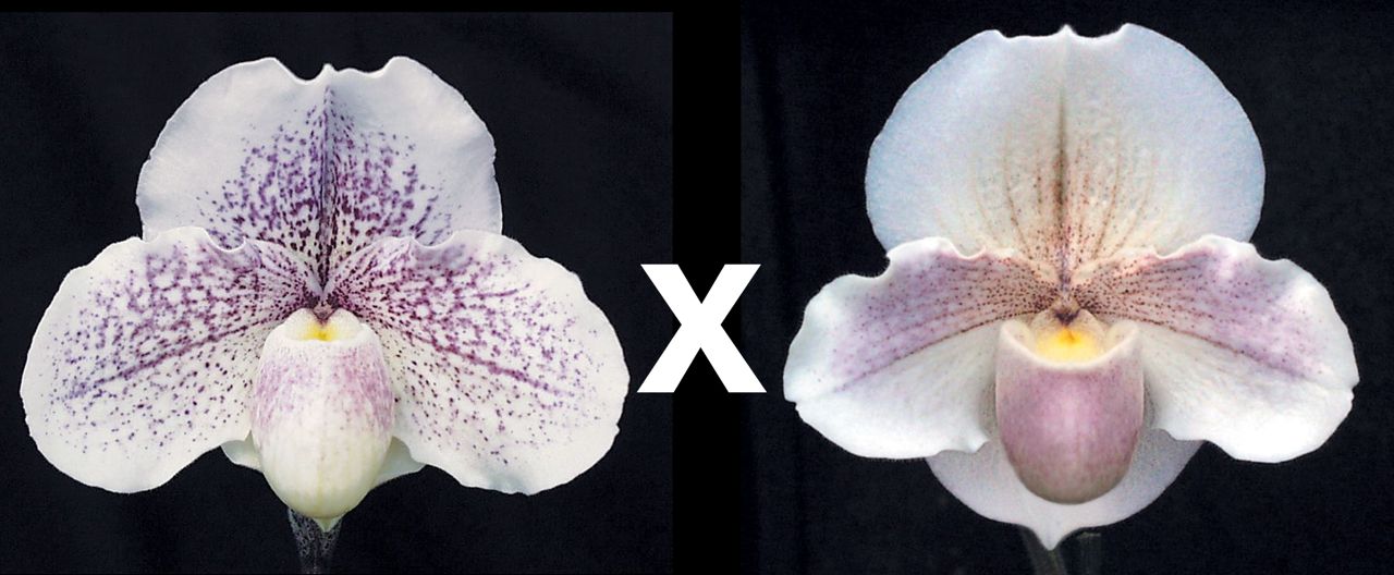 Paphiopedilum White Legacy ‘Cordo’ x Porcelain Treasure ‘Pink Pearl’