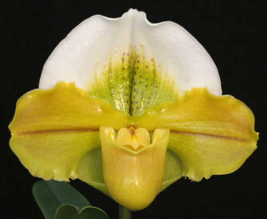Paphiopedilum Pavaday 'Coromandel' AM/AOS, SM/CSA, HCC/NZOS